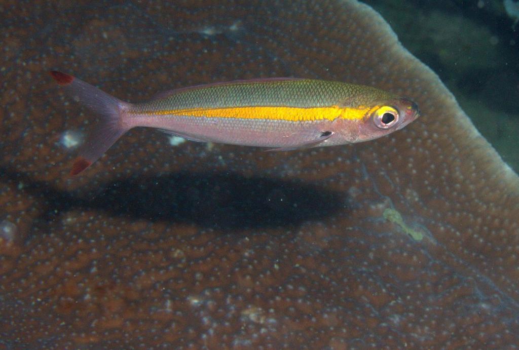 Yellowband Fusilier