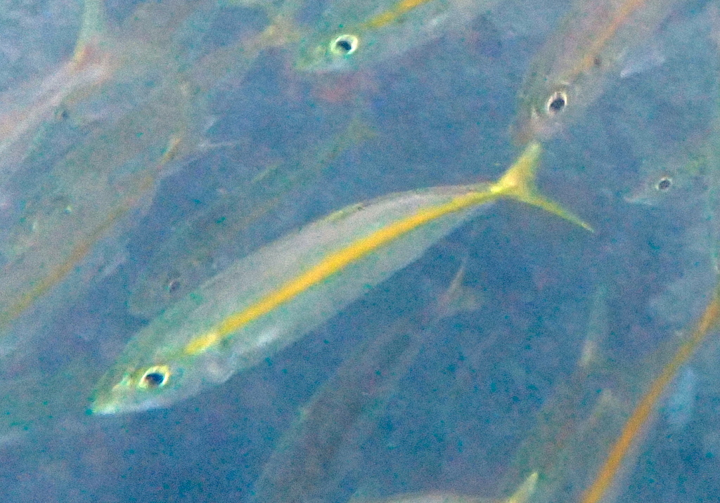 Yellowband Fusilier