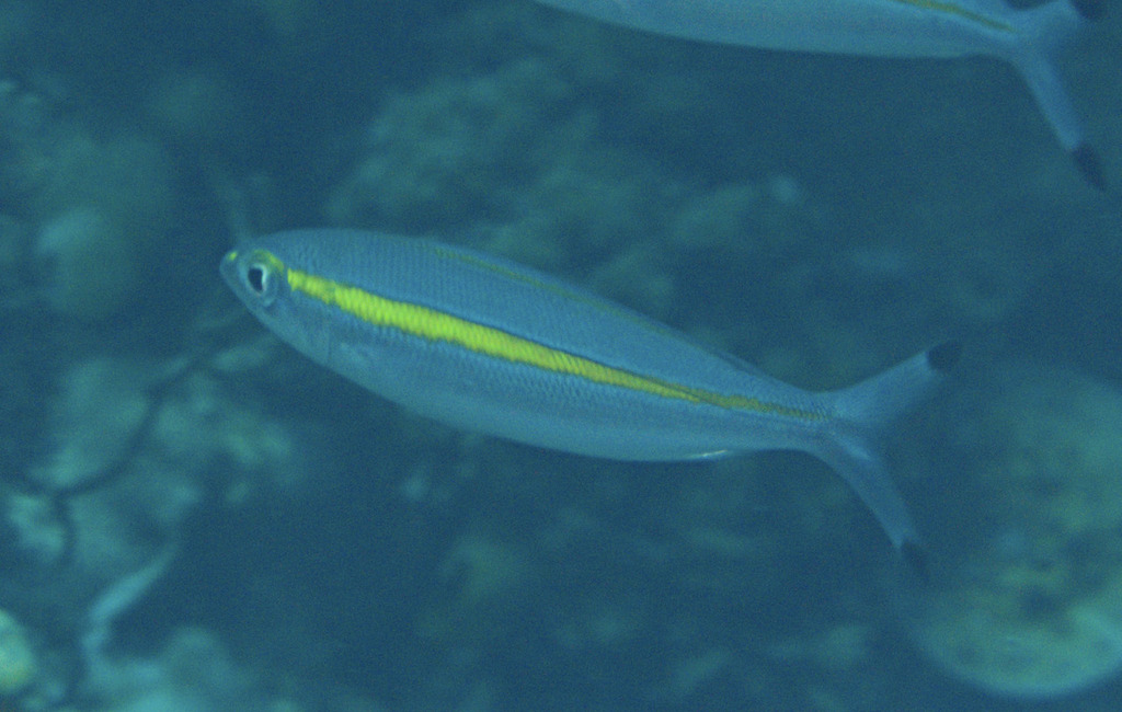 Yellowband Fusilier