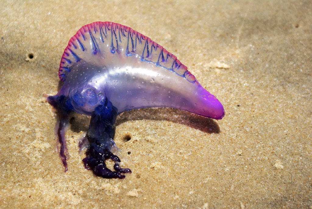 Portuguese Man o' War