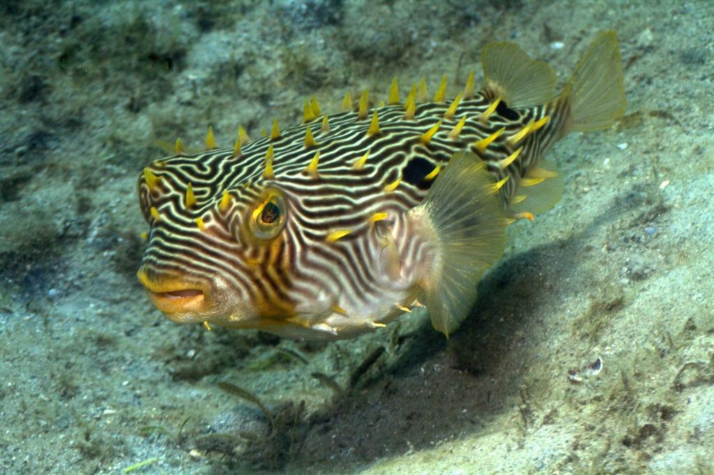Striped Burrfish