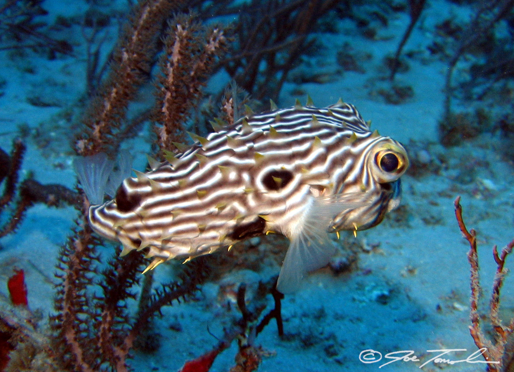 Striped Burrfish