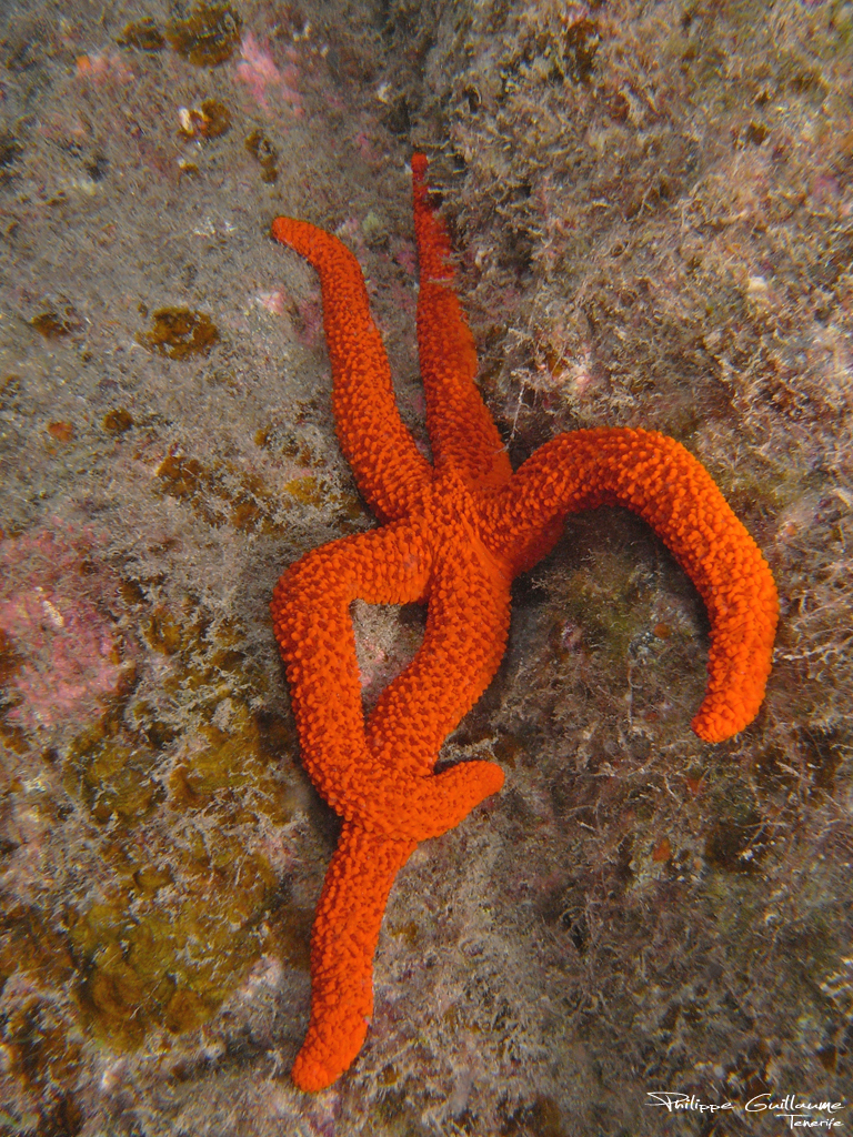 Étoile de mer rouge