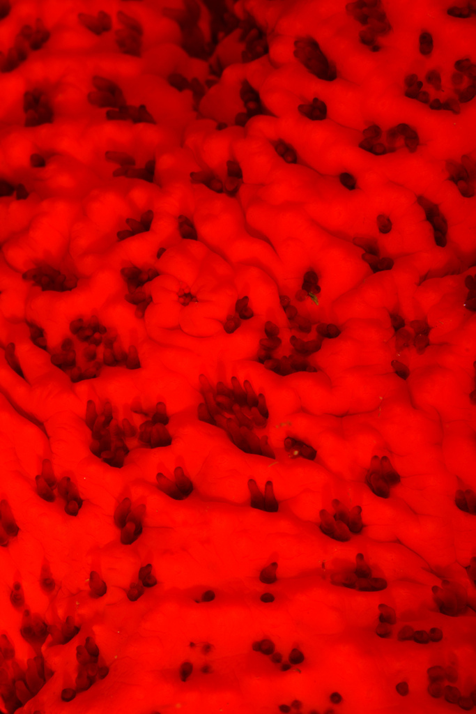 Étoile de mer rouge
