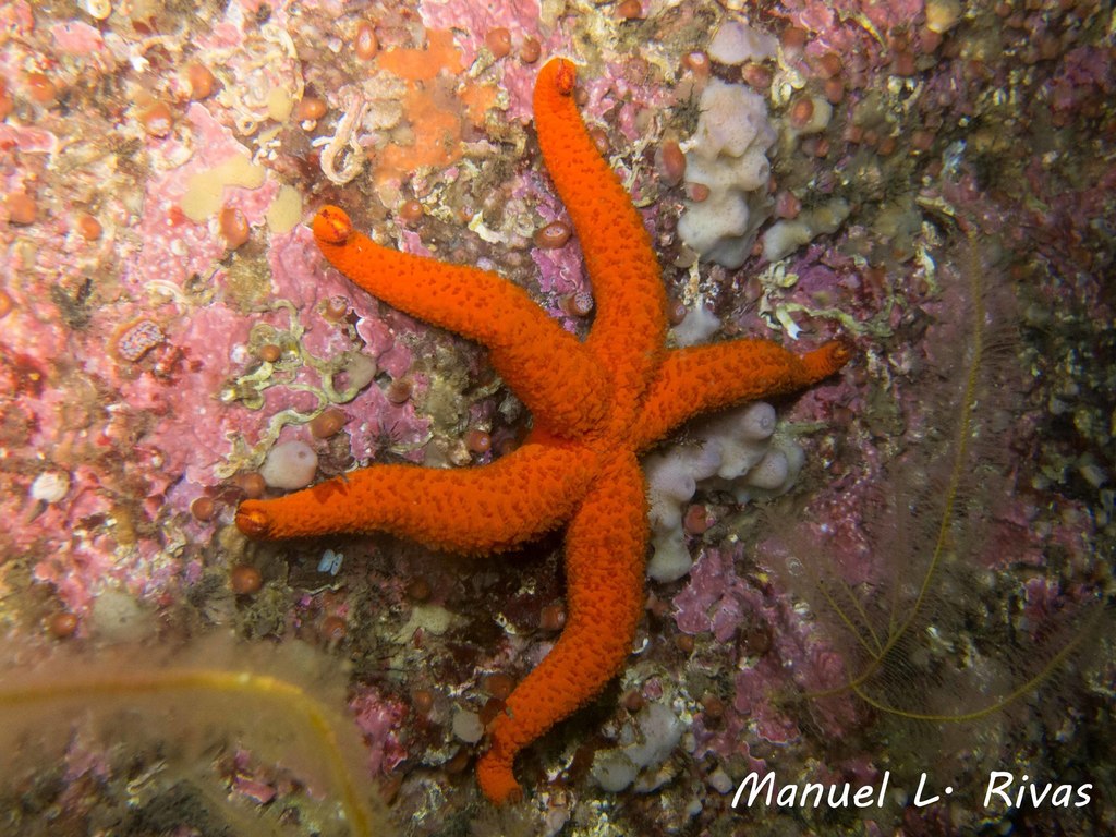 Étoile de mer rouge