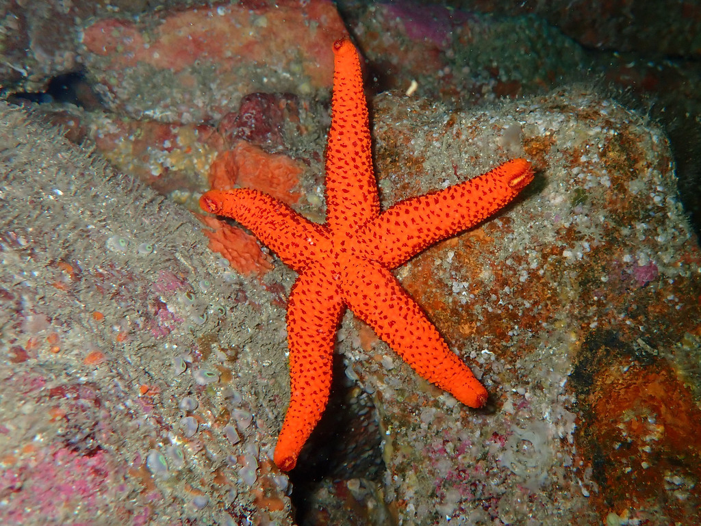 Mediterranean Red Sea Star