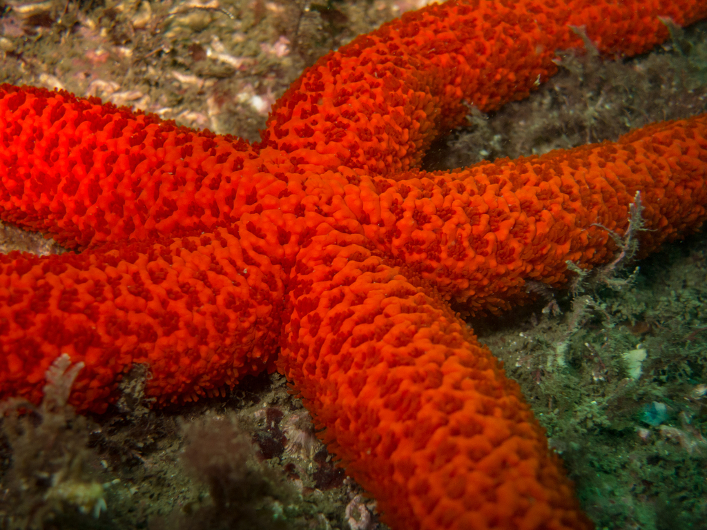 Étoile de mer rouge