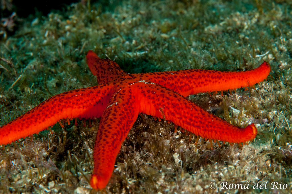 Étoile de mer rouge