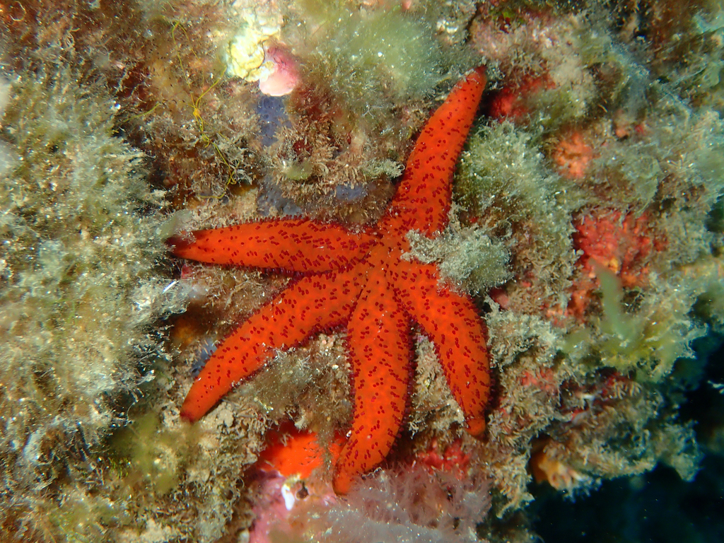 Étoile de mer rouge