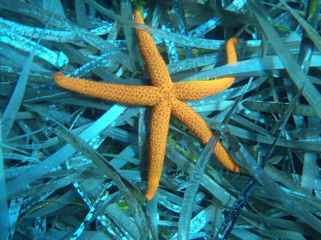 Étoile de mer rouge