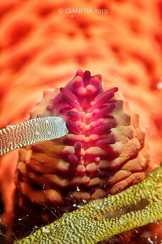 Étoile de mer rouge