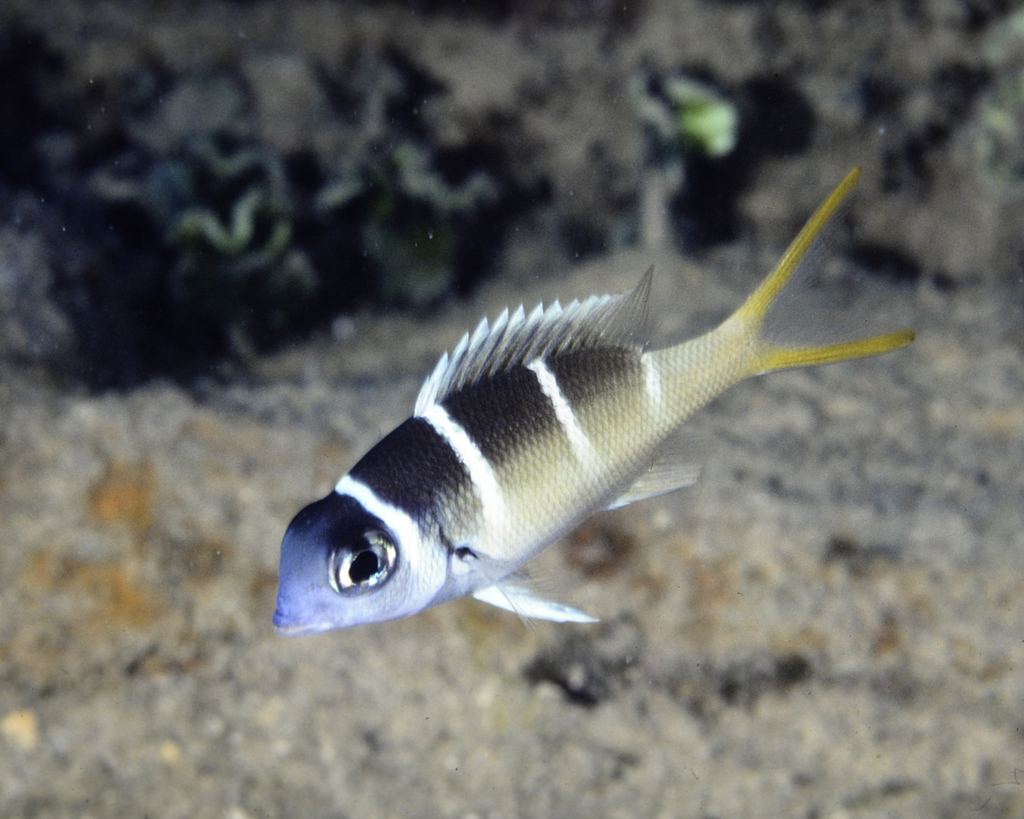 Humpnose Bigeye Bream