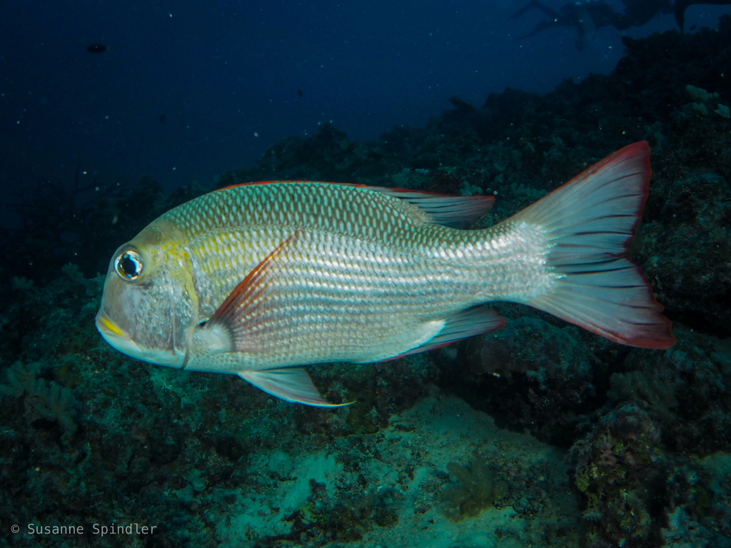 Humpnose Bigeye Bream