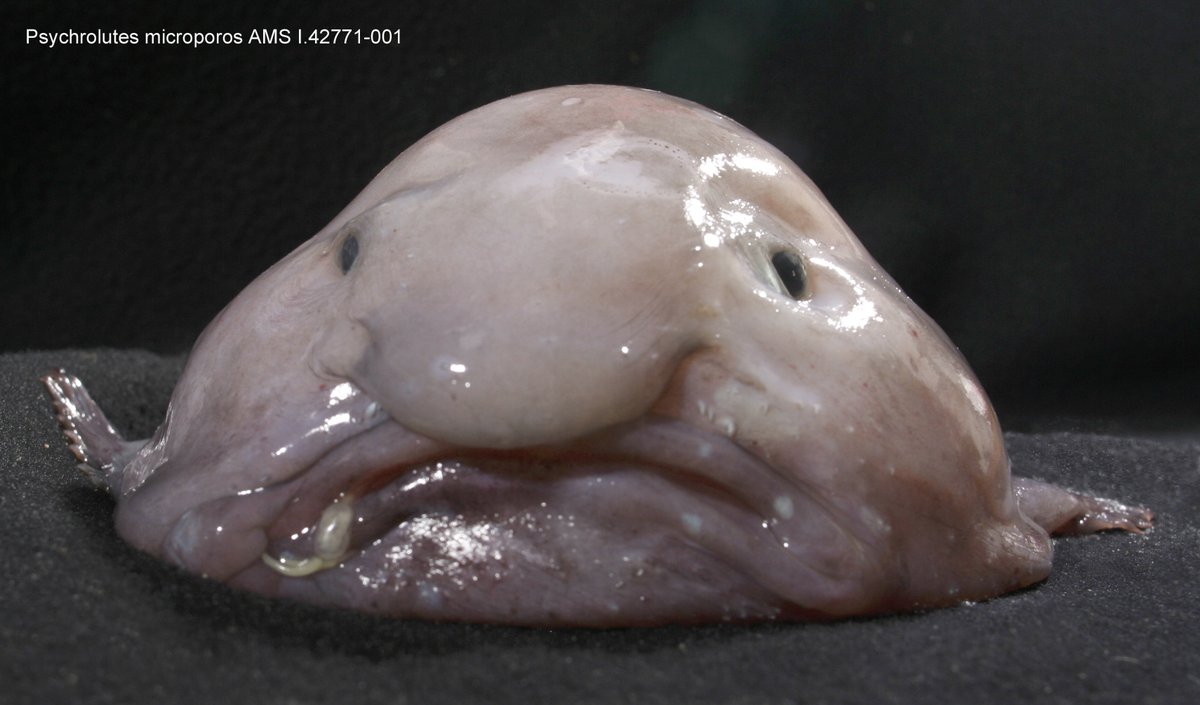 Blobfish