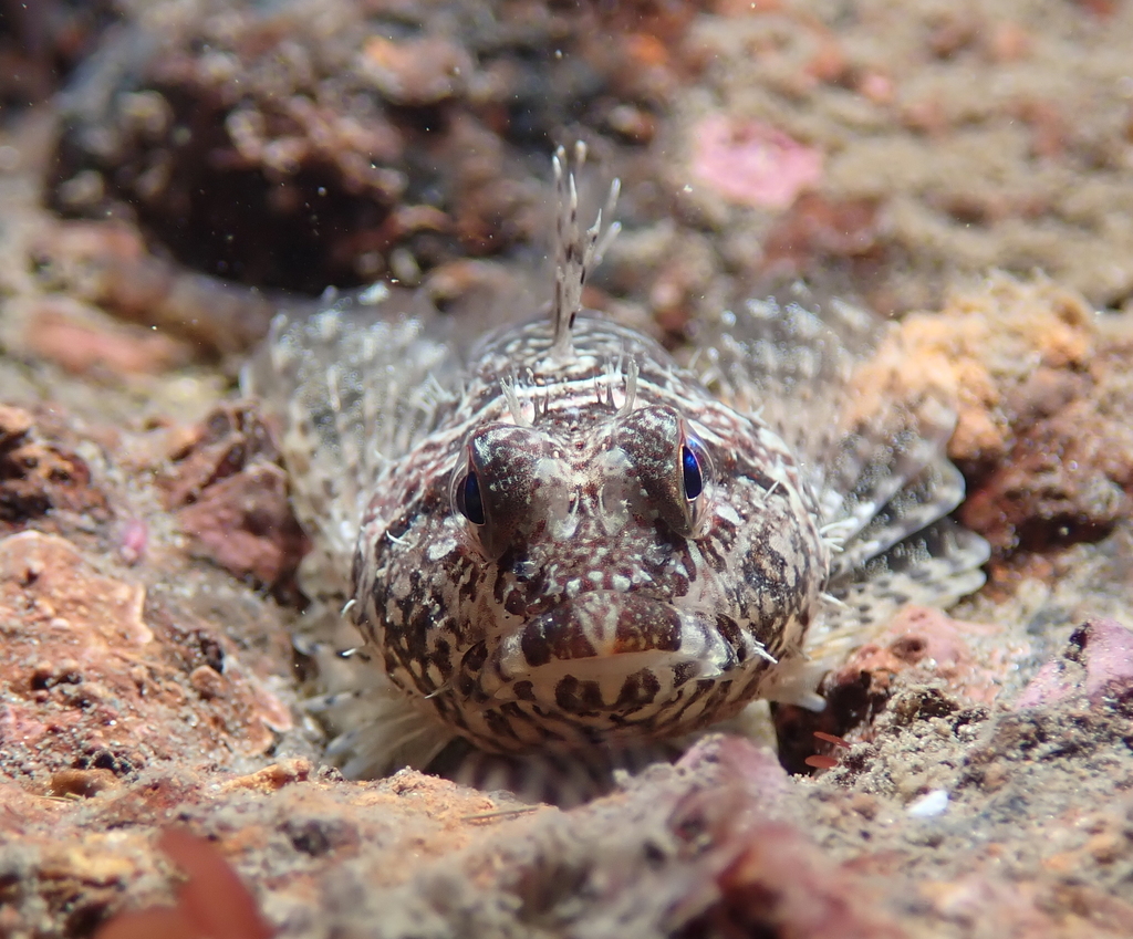 Scalyhead Sculpin