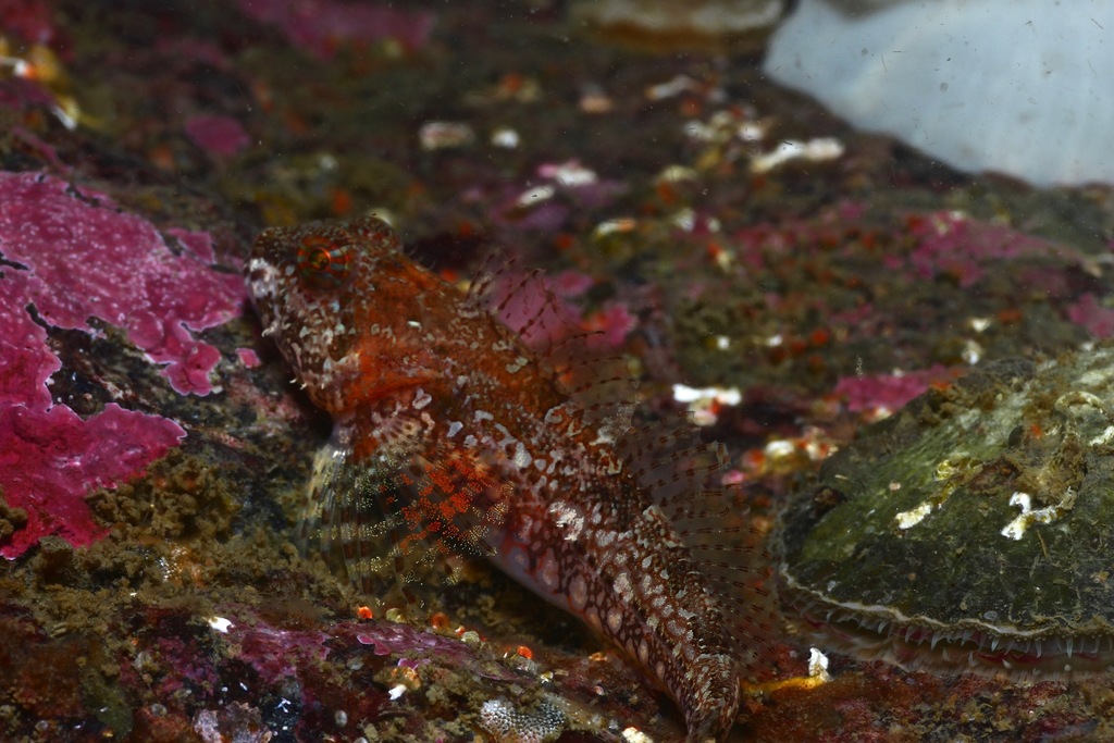 Scalyhead Sculpin