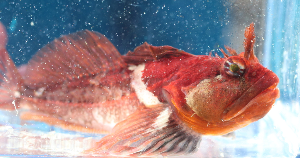 Scalyhead Sculpin