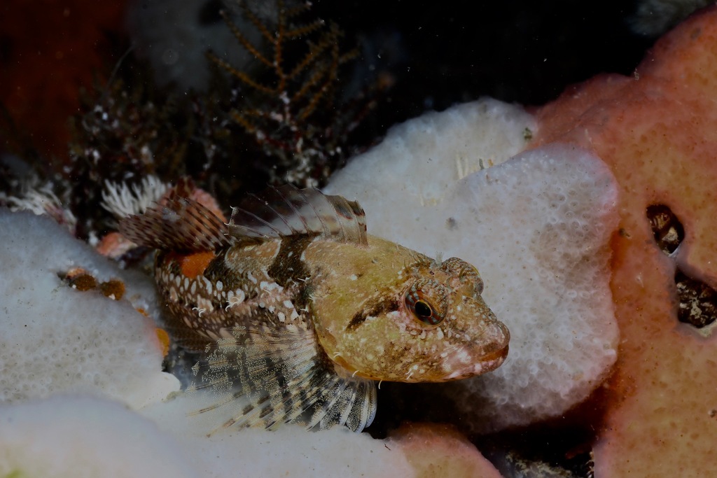 Scalyhead Sculpin