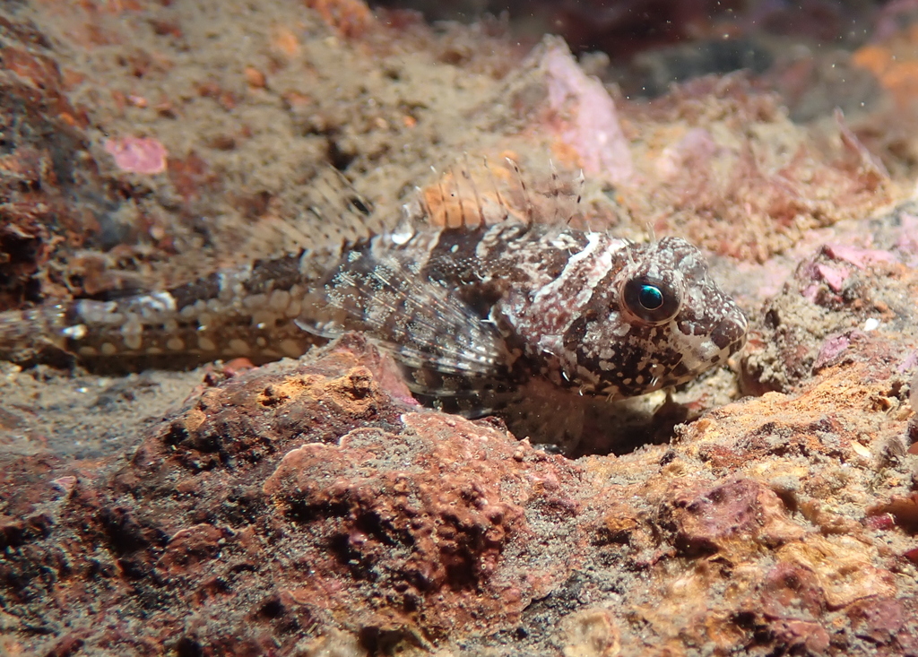 Scalyhead Sculpin