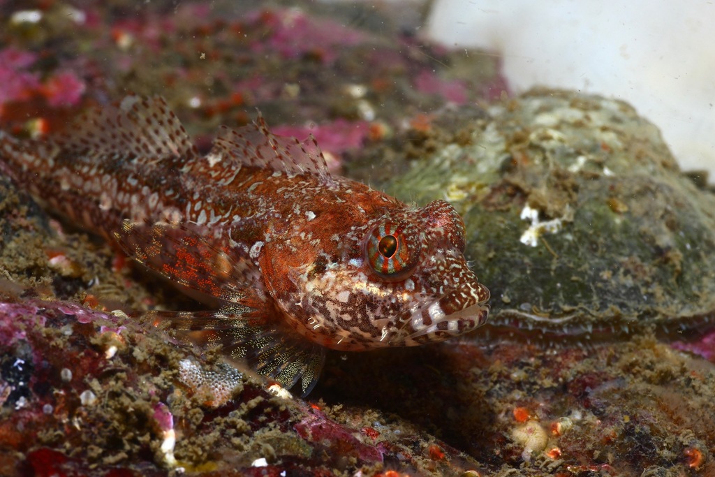 Scalyhead Sculpin