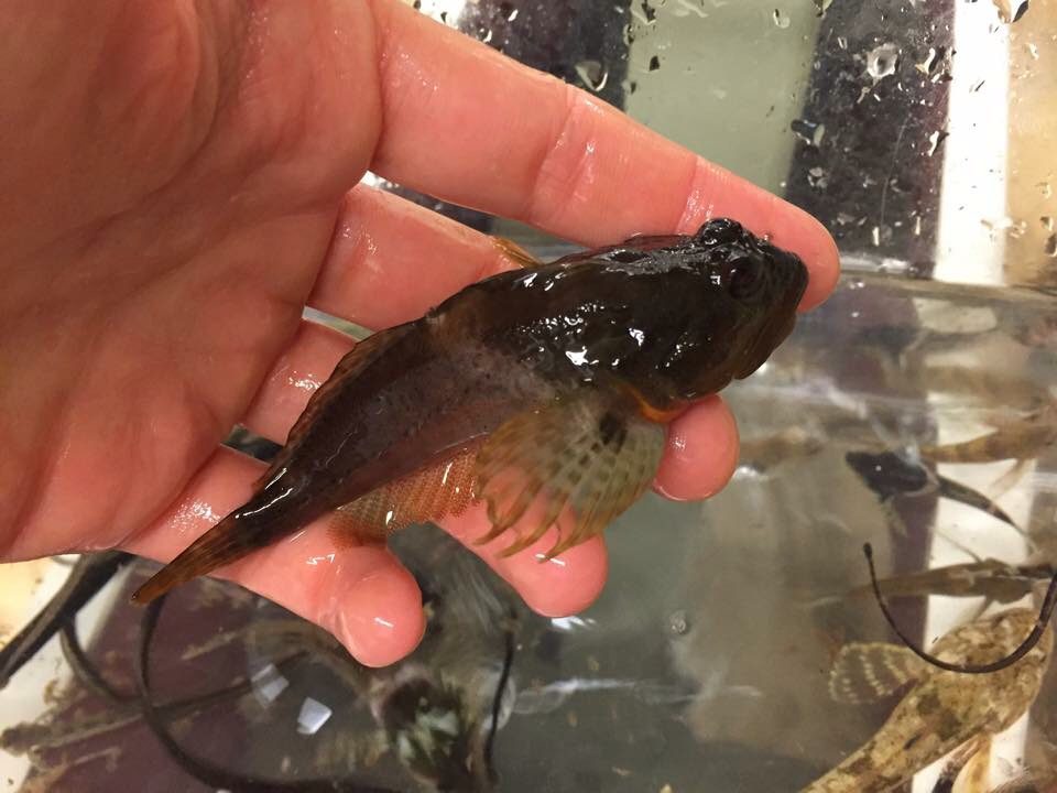 Scalyhead Sculpin