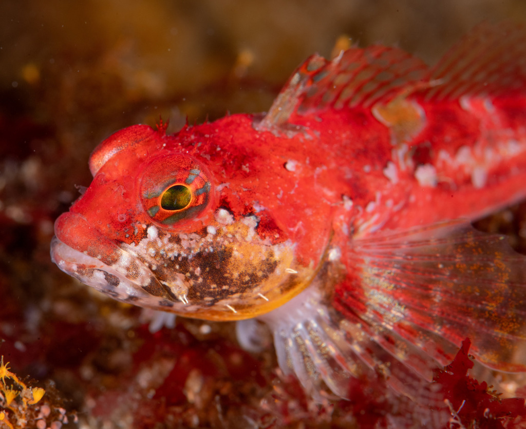 Scalyhead Sculpin