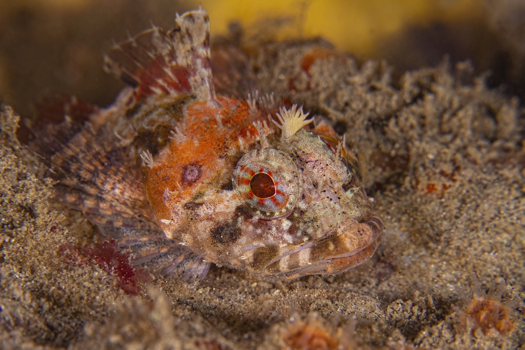 Scalyhead Sculpin