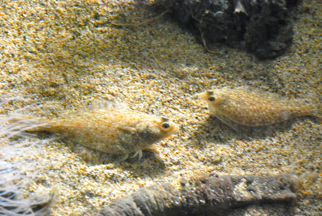 Speckled Sanddab