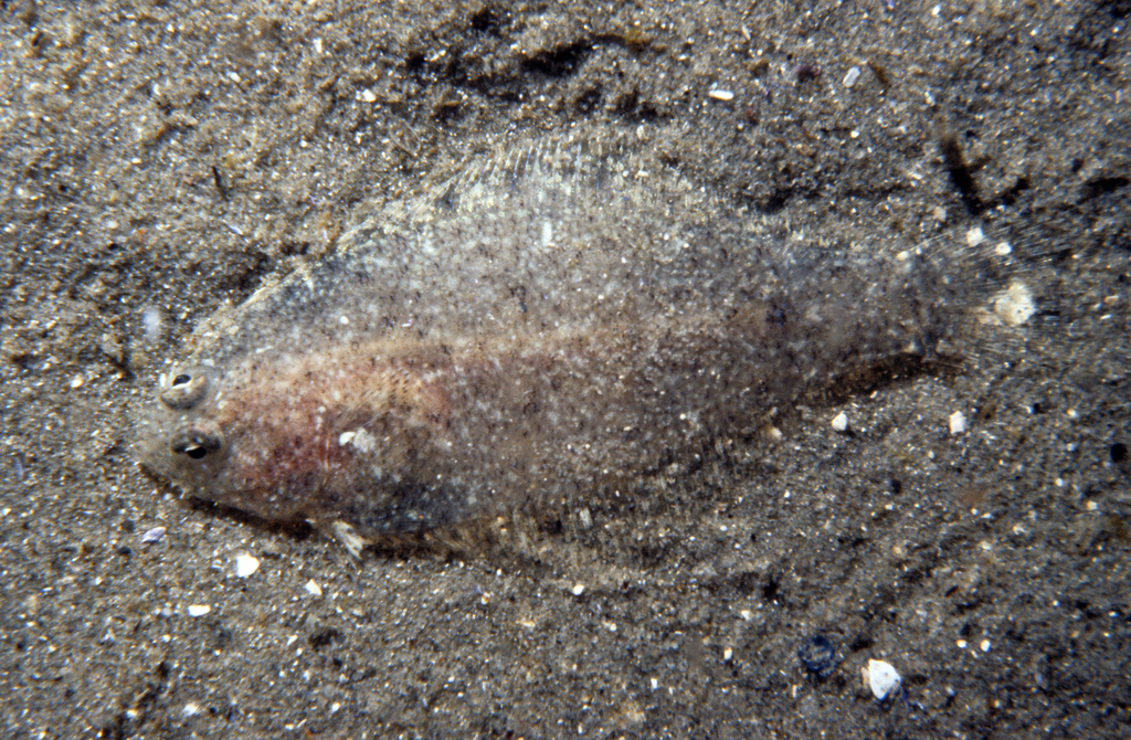 Speckled Sanddab