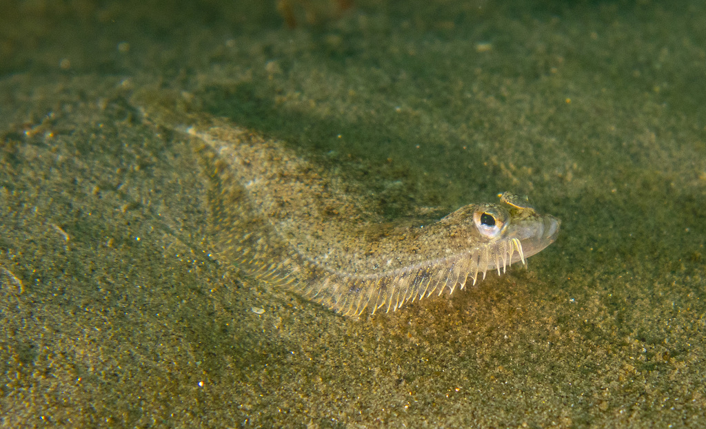 Speckled Sanddab