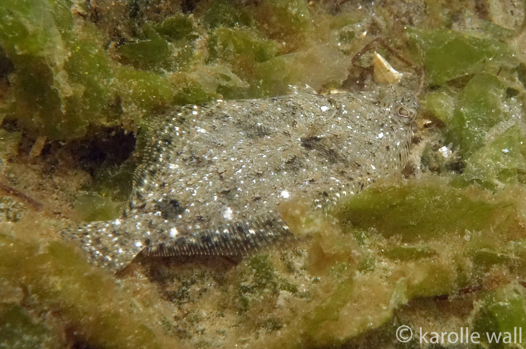 Speckled Sanddab