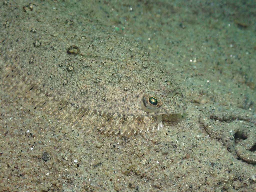 speckled sanddab