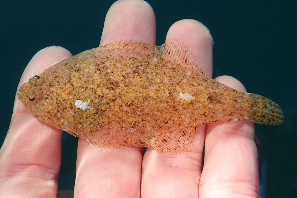 Speckled Sanddab