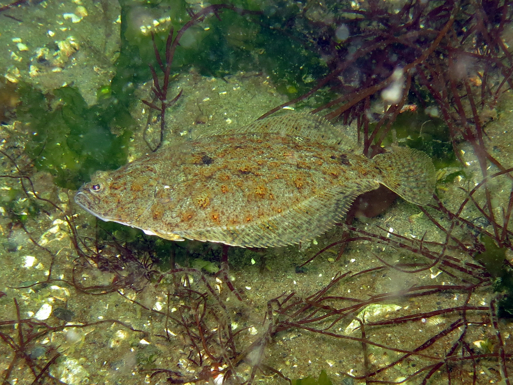 Speckled Sanddab