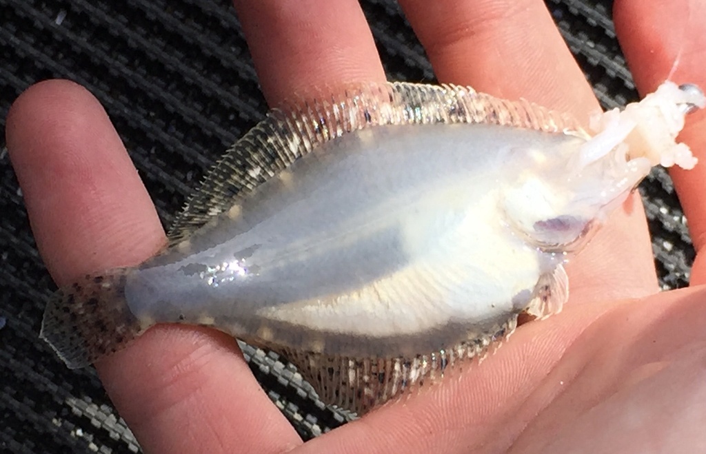 Speckled Sanddab