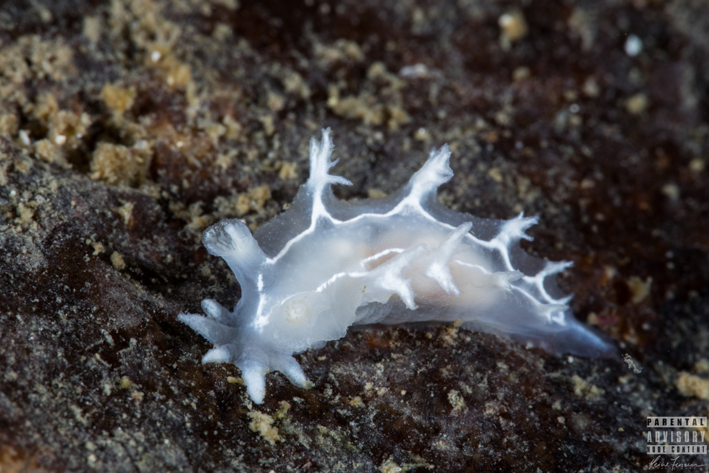 Tritonia rayée