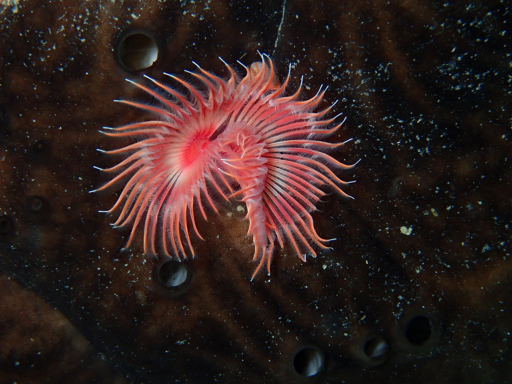 Serpule