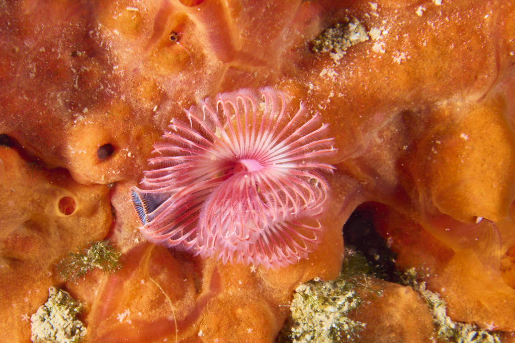 Serpule