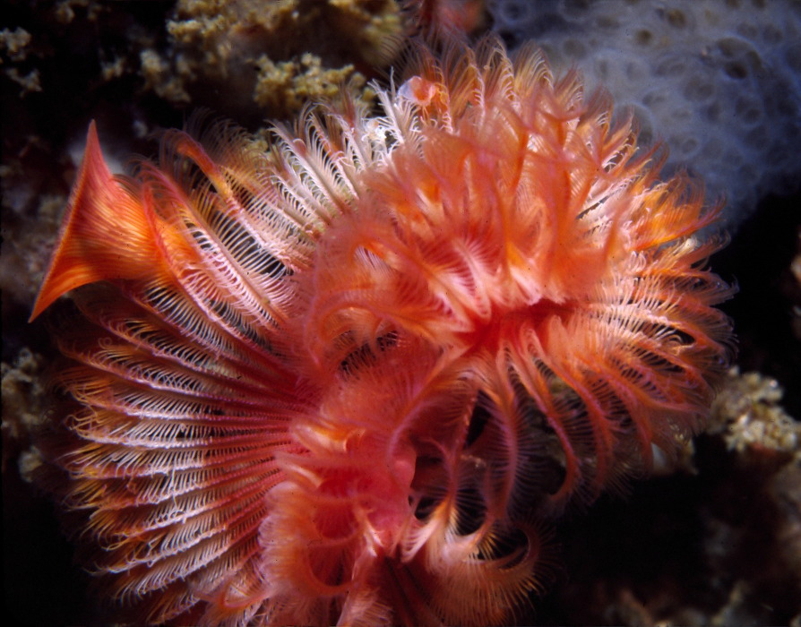 Serpule