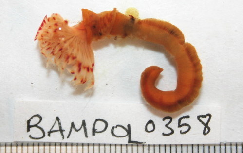 Serpule