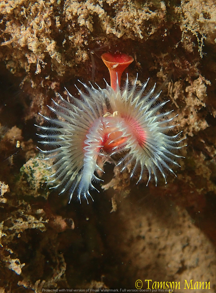 Red Tubeworm