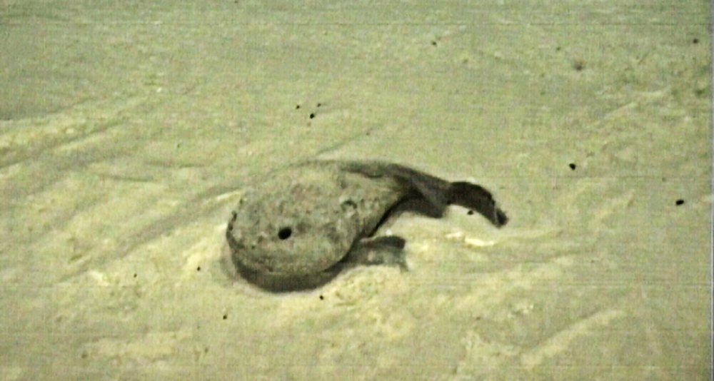 Smooth-head Blobfish