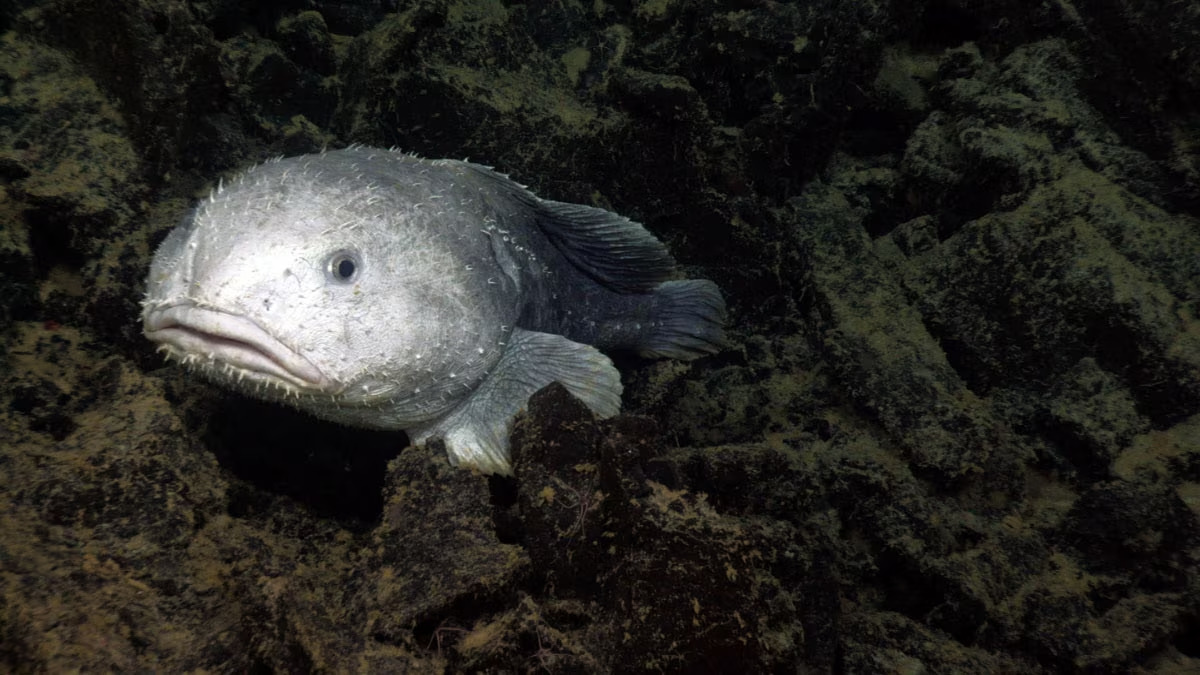 Smooth-head Blobfish