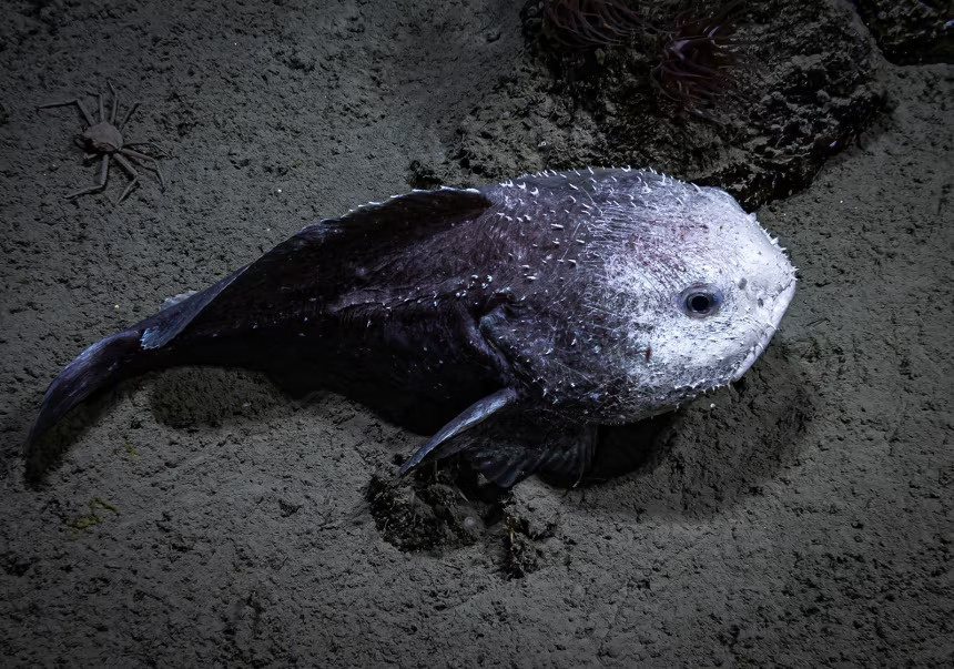 Smooth-head Blobfish