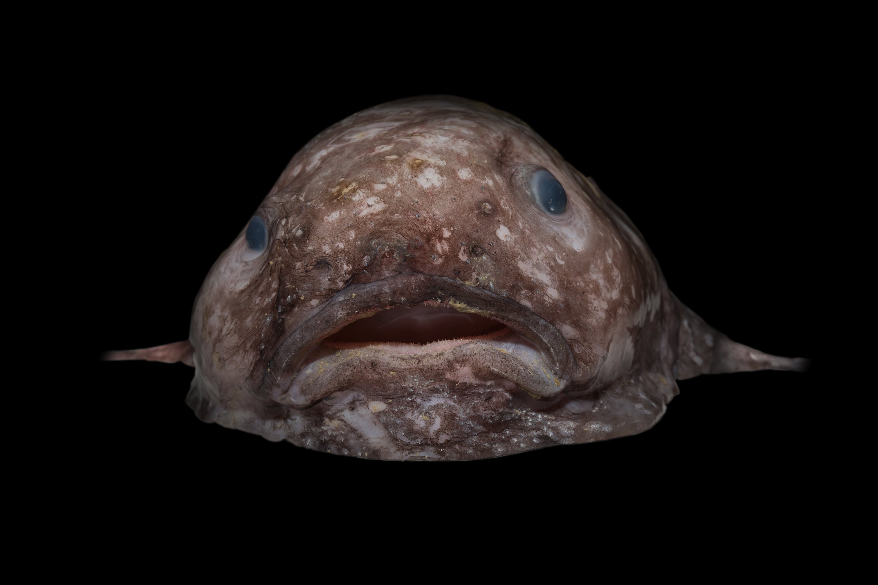Smooth-head Blobfish