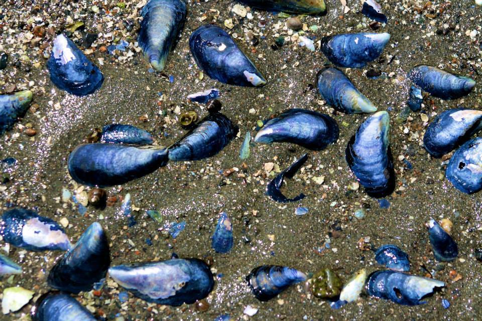 Moule commune