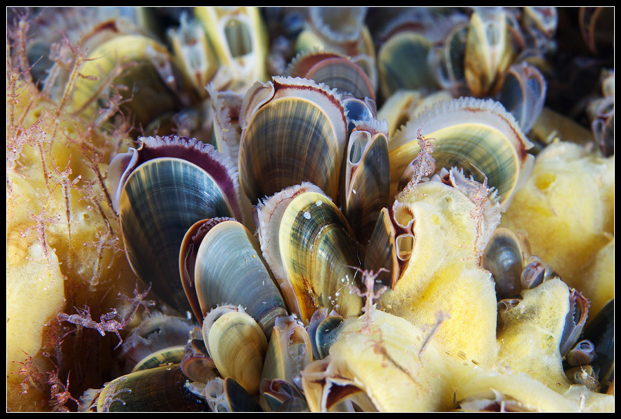 Moule commune