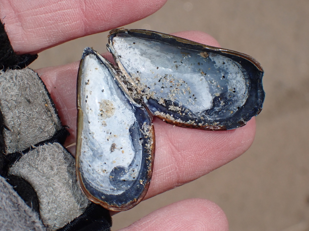 Moule commune