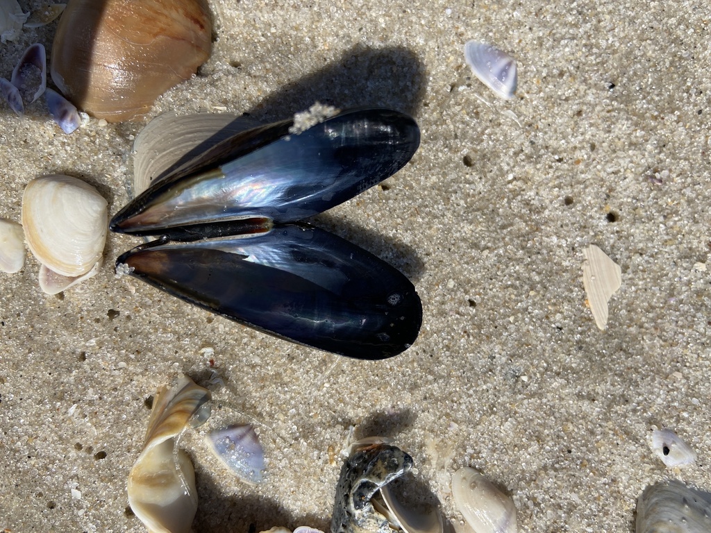 Moule commune