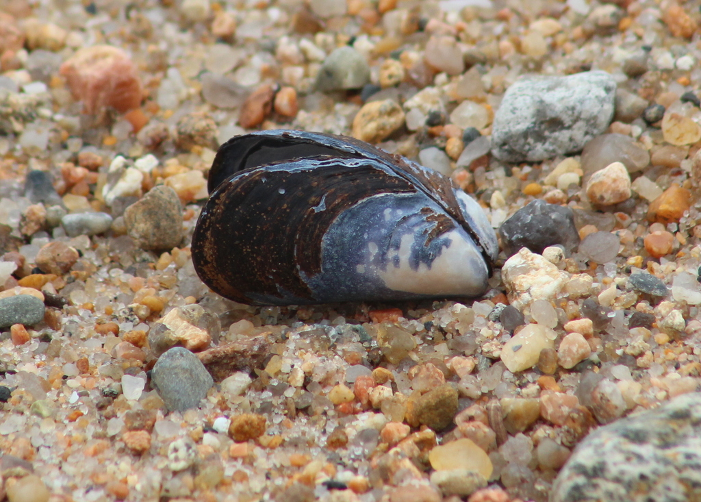 Moule commune